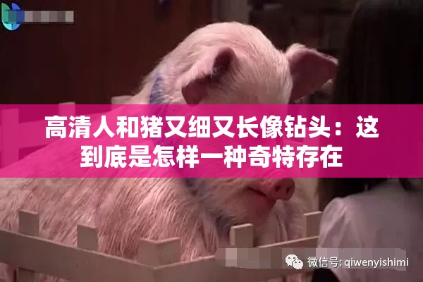 高清人和猪又细又长像钻头：这到底是怎样一种奇特存在