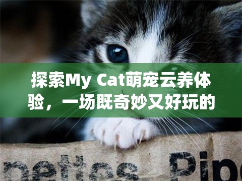 探索My Cat萌宠云养体验，一场既奇妙又好玩的虚拟养宠之旅