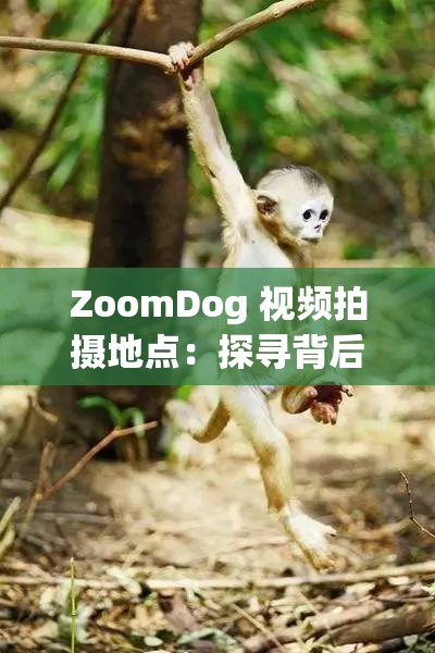 ZoomDog 视频拍摄地点：探寻背后的故事与独特魅力