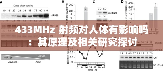 433MHz 射频对人体有影响吗：其原理及相关研究探讨