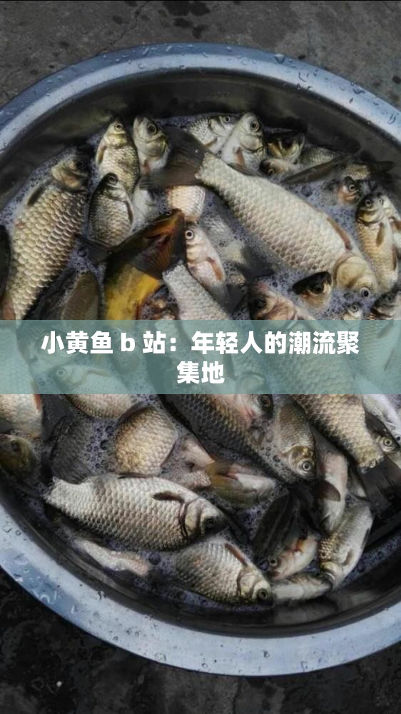 小黄鱼 b 站：年轻人的潮流聚集地