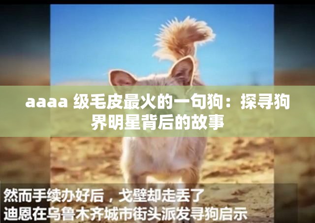 aaaa 级毛皮最火的一句狗：探寻狗界明星背后的故事