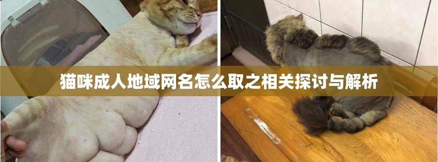 猫咪成人地域网名怎么取之相关探讨与解析