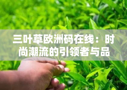 三叶草欧洲码在线：时尚潮流的引领者与品质之选