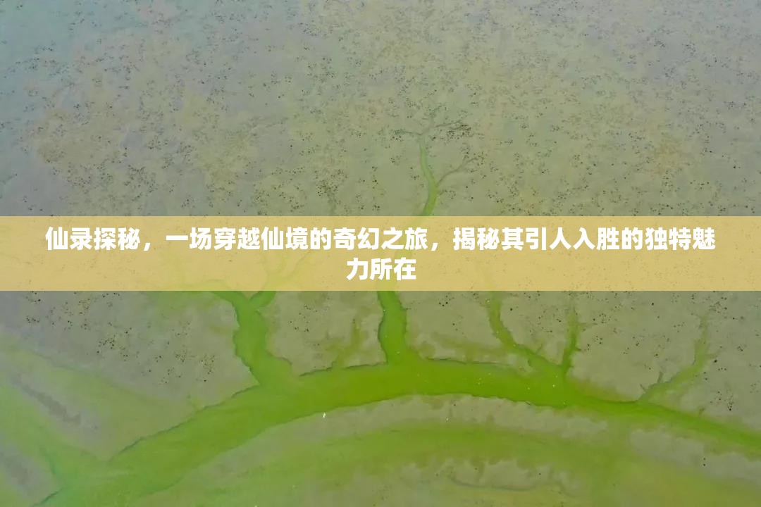 仙录探秘，一场穿越仙境的奇幻之旅，揭秘其引人入胜的独特魅力所在