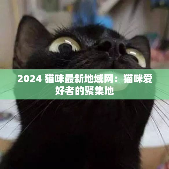 2024 猫咪最新地域网：猫咪爱好者的聚集地