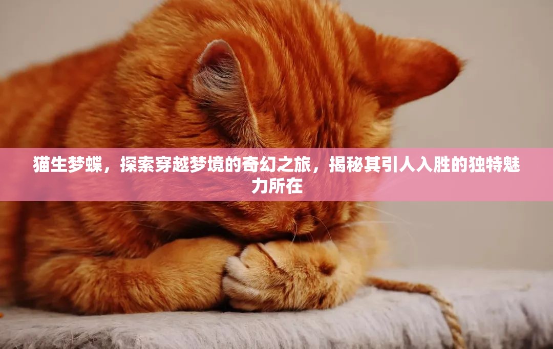 猫生梦蝶，探索穿越梦境的奇幻之旅，揭秘其引人入胜的独特魅力所在