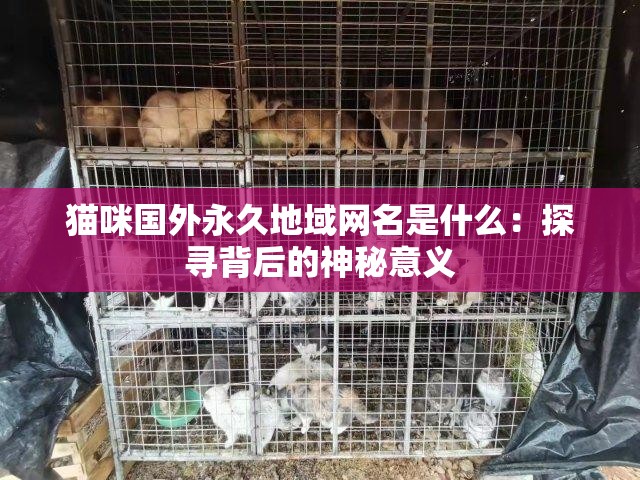 猫咪国外永久地域网名是什么：探寻背后的神秘意义