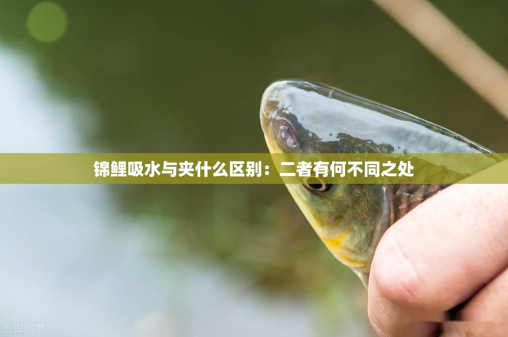 锦鲤吸水与夹什么区别：二者有何不同之处