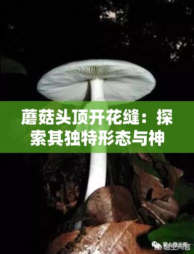 蘑菇头顶开花缝：探索其独特形态与神秘成因