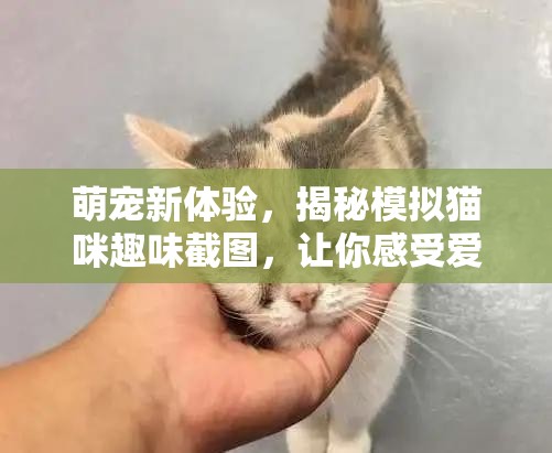 萌宠新体验，揭秘模拟猫咪趣味截图，让你感受爱不释手的养猫乐趣！