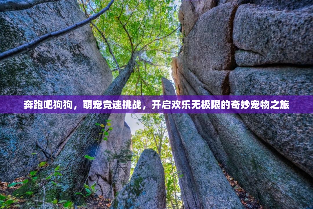 奔跑吧狗狗，萌宠竞速挑战，开启欢乐无极限的奇妙宠物之旅