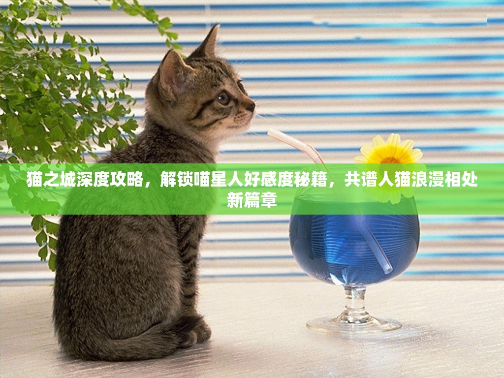 猫之城深度攻略，解锁喵星人好感度秘籍，共谱人猫浪漫相处新篇章