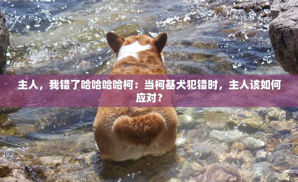 主人，我错了哈哈哈哈柯：当柯基犬犯错时，主人该如何应对？