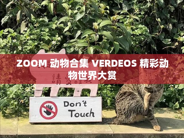 ZOOM 动物合集 VERDEOS 精彩动物世界大赏