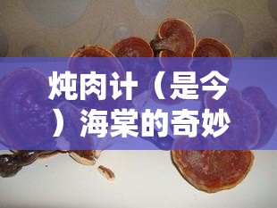 炖肉计（是今）海棠的奇妙故事与独特魅力