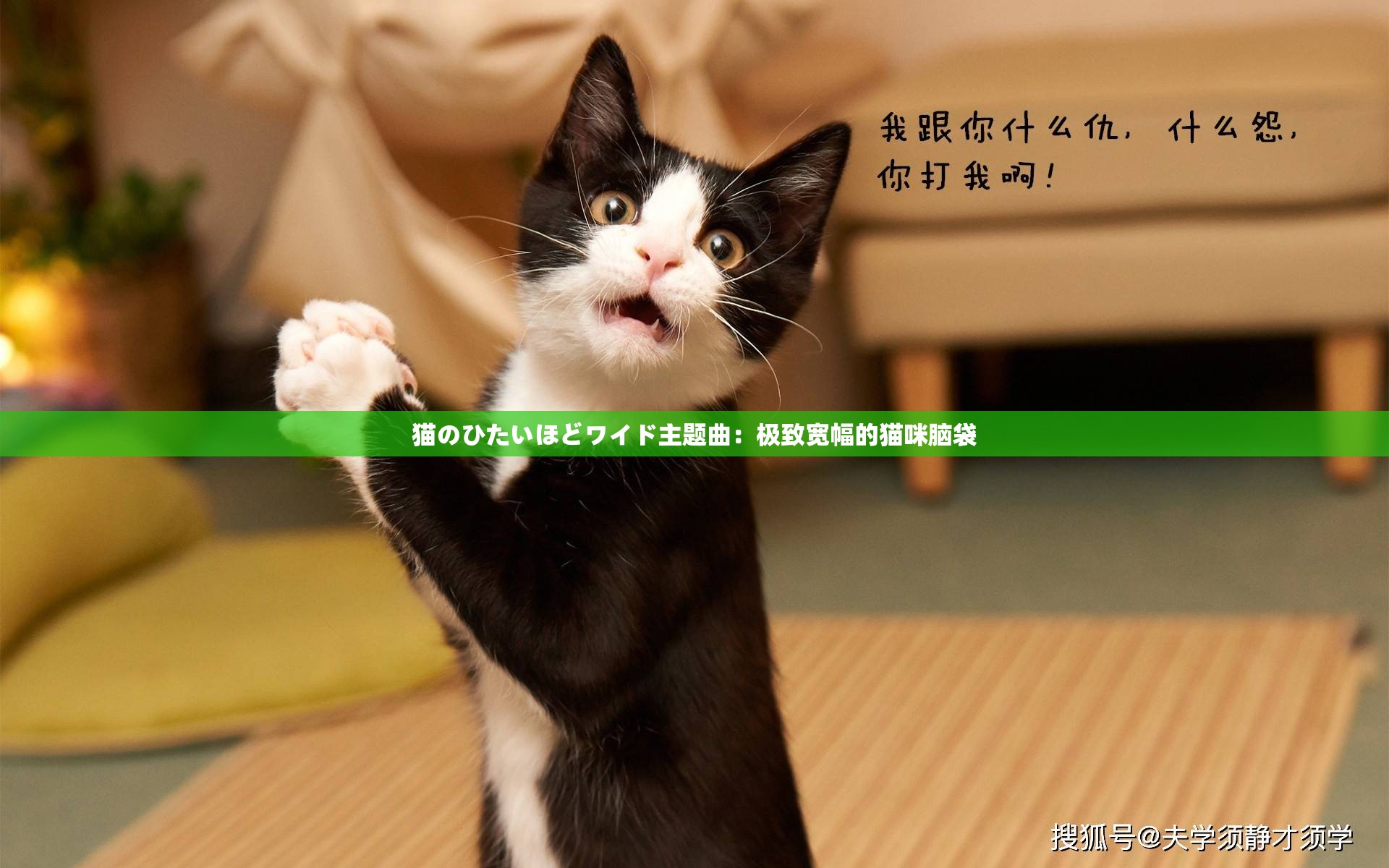 猫のひたいほどワイド主题曲：极致宽幅的猫咪脑袋