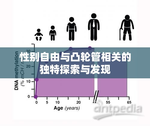 性别自由与凸轮管相关的独特探索与发现