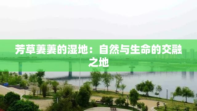 芳草萋萋的湿地：自然与生命的交融之地