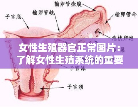 女性生殖器官正常图片：了解女性生殖系统的重要性