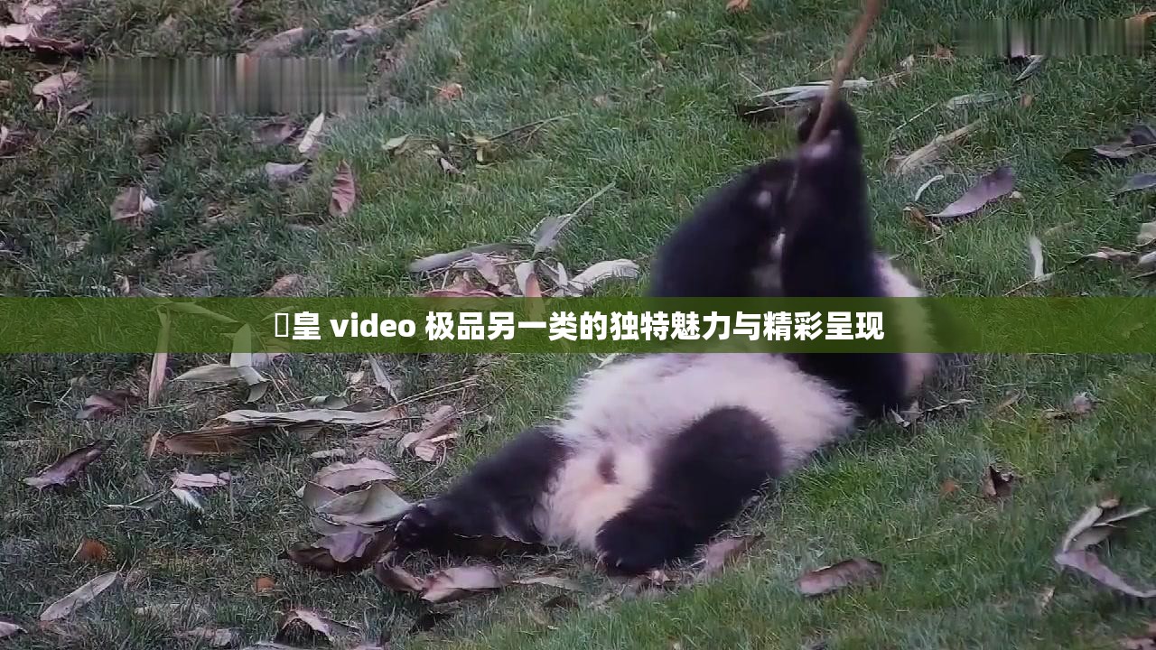 嘼皇 video 极品另一类的独特魅力与精彩呈现