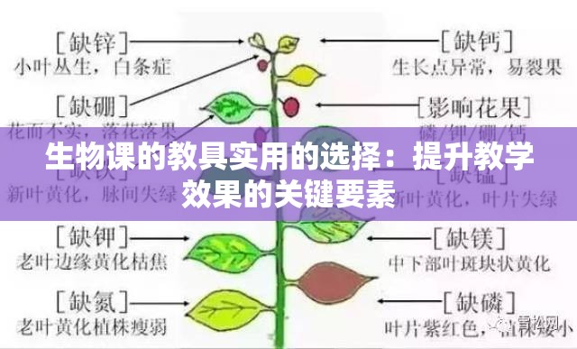 生物课的教具实用的选择：提升教学效果的关键要素