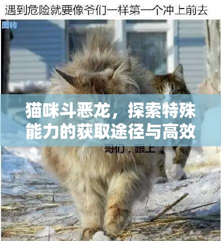 猫咪斗恶龙，探索特殊能力的获取途径与高效管理艺术