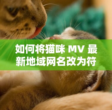 如何将猫咪 MV 最新地域网名改为符合规范的名称