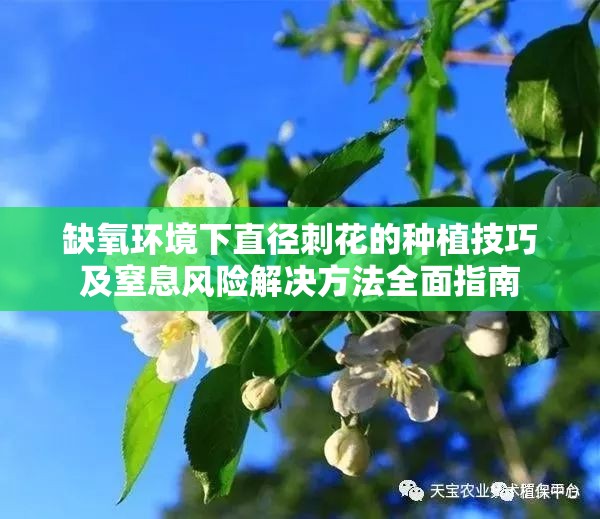 缺氧环境下直径刺花的种植技巧及窒息风险解决方法全面指南