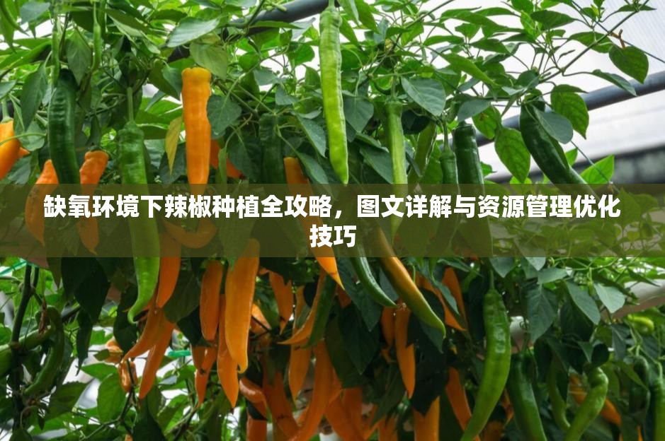 缺氧环境下辣椒种植全攻略，图文详解与资源管理优化技巧