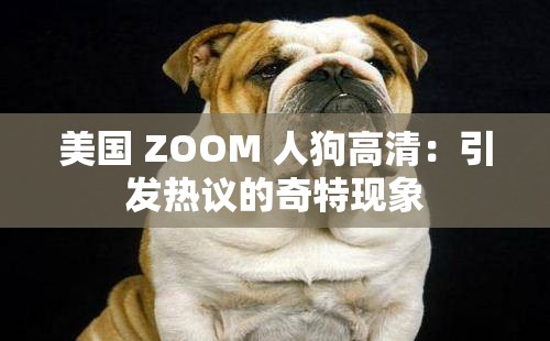 美国 ZOOM 人狗高清：引发热议的奇特现象