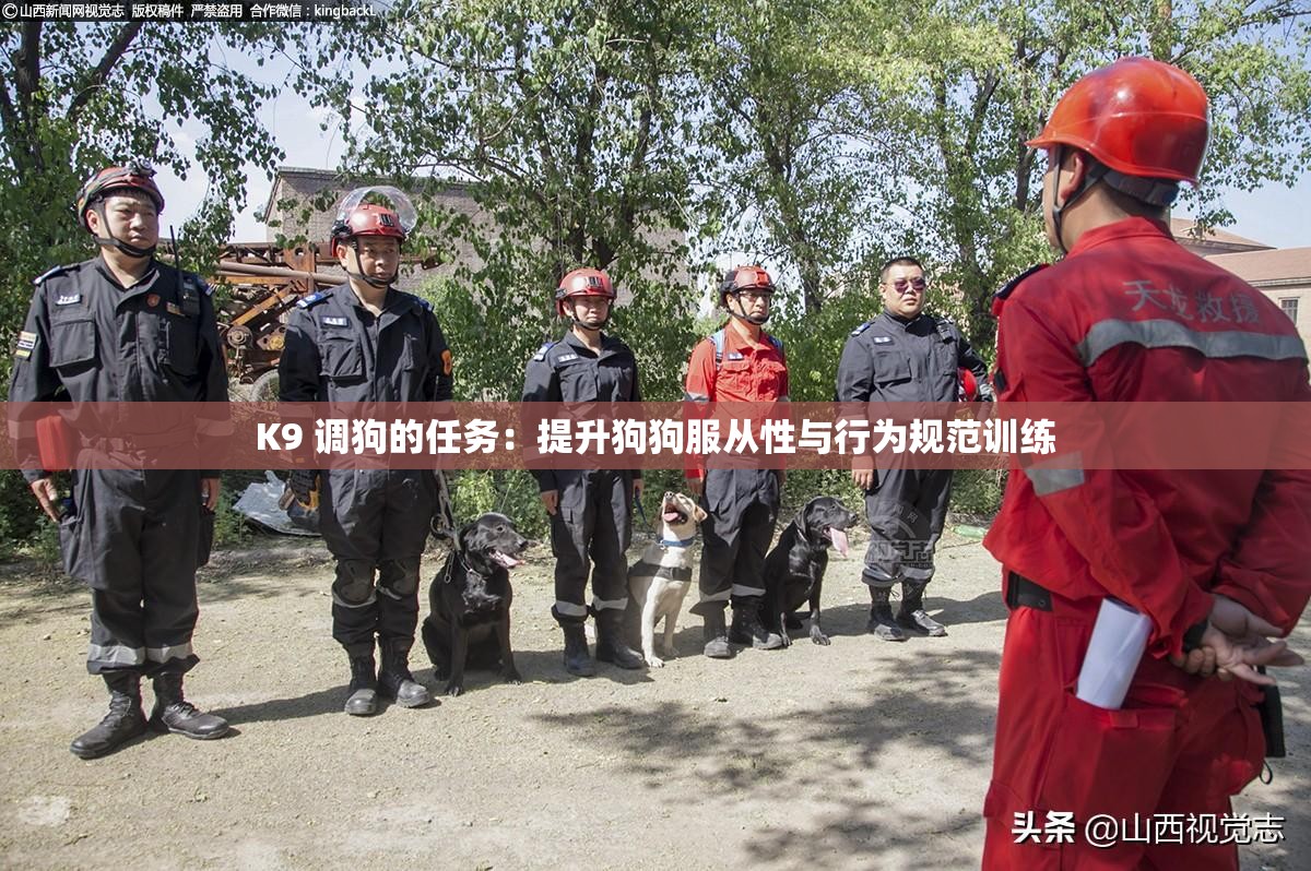 K9 调狗的任务：提升狗狗服从性与行为规范训练