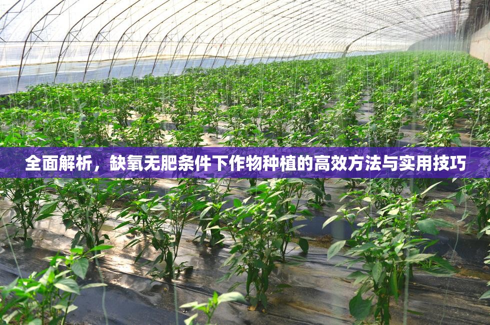 全面解析，缺氧无肥条件下作物种植的高效方法与实用技巧