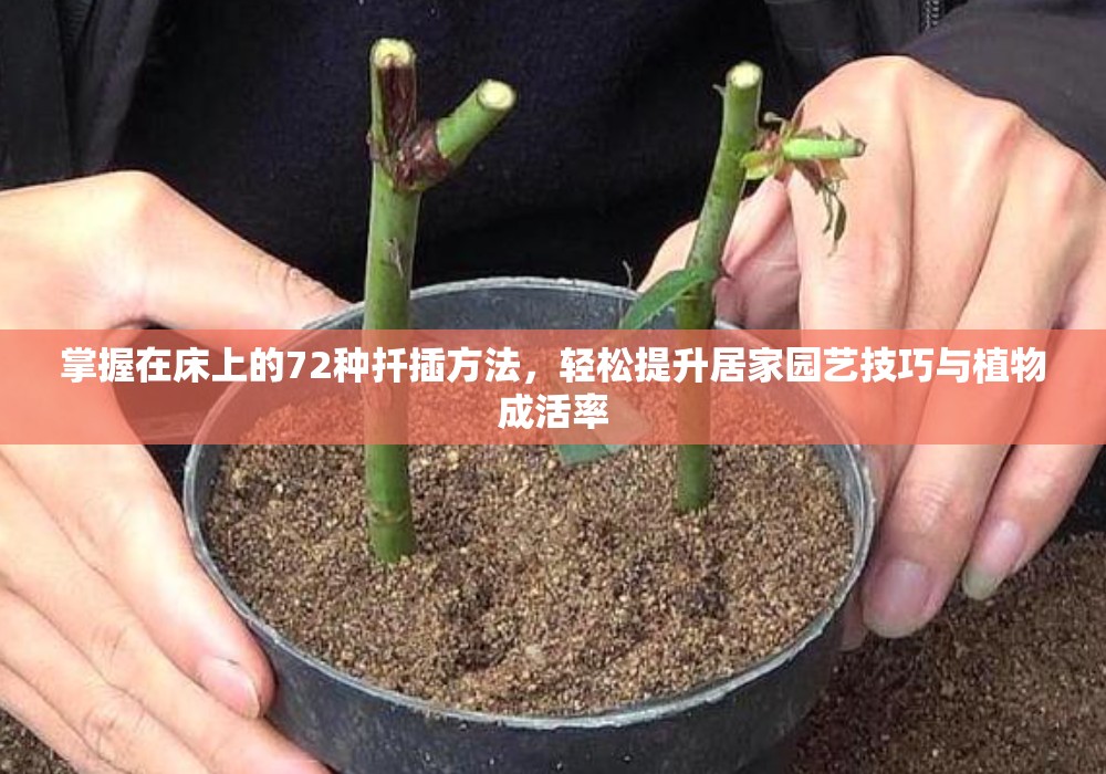 掌握在床上的72种扦插方法，轻松提升居家园艺技巧与植物成活率