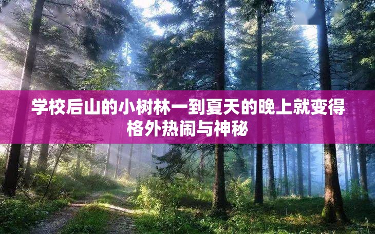 学校后山的小树林一到夏天的晚上就变得格外热闹与神秘