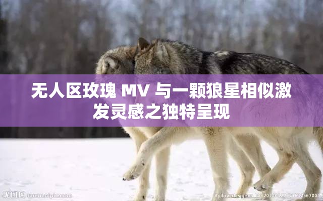 无人区玫瑰 MV 与一颗狼星相似激发灵感之独特呈现