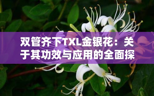 双管齐下TXL金银花：关于其功效与应用的全面探讨