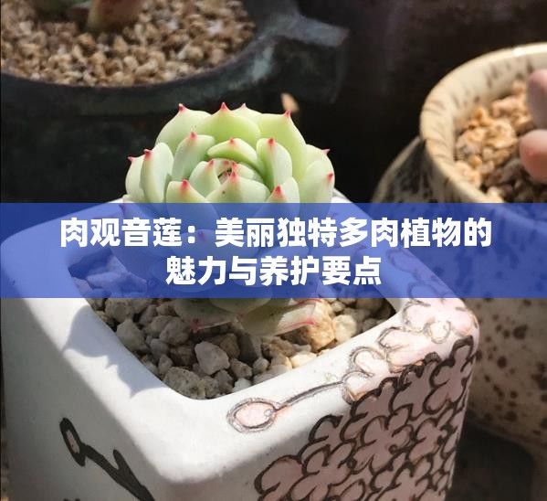 肉观音莲：美丽独特多肉植物的魅力与养护要点